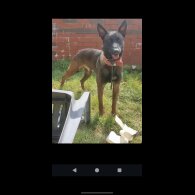 Belgian Shepherd Dog (Groenendael)