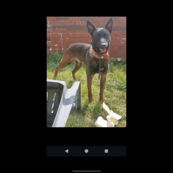 Belgian Shepherd Dog (Groenendael)