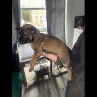 Belgian Shepherd Dog (Groenendael)