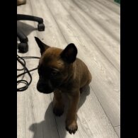 Belgian Shepherd Dog (Groenendael)