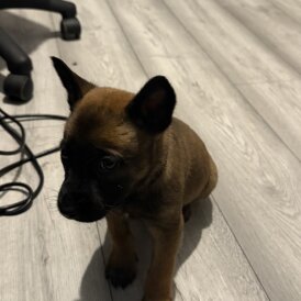 Belgian Shepherd Dog (Groenendael)