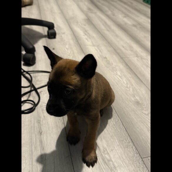 Belgian Shepherd Dog (Groenendael)