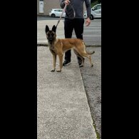 Belgian Shepherd Dog (Groenendael)