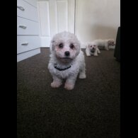 Bichon Frise