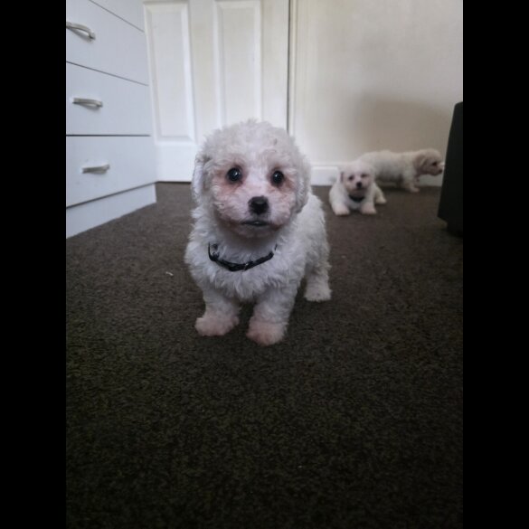 Bichon Frise
