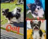 Biewer Terrier