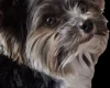 Biewer Terrier