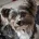Biewer Terrier
