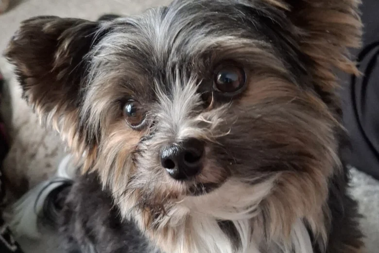 Biewer Terrier