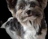 Biewer Terrier