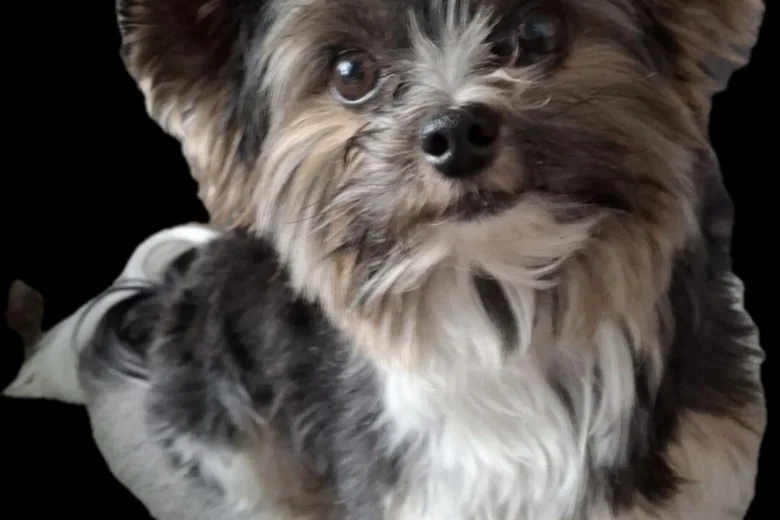 Biewer Terrier