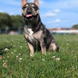 French Bulldog