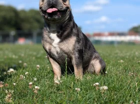 French Bulldog