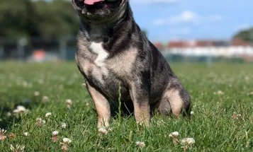 French Bulldog