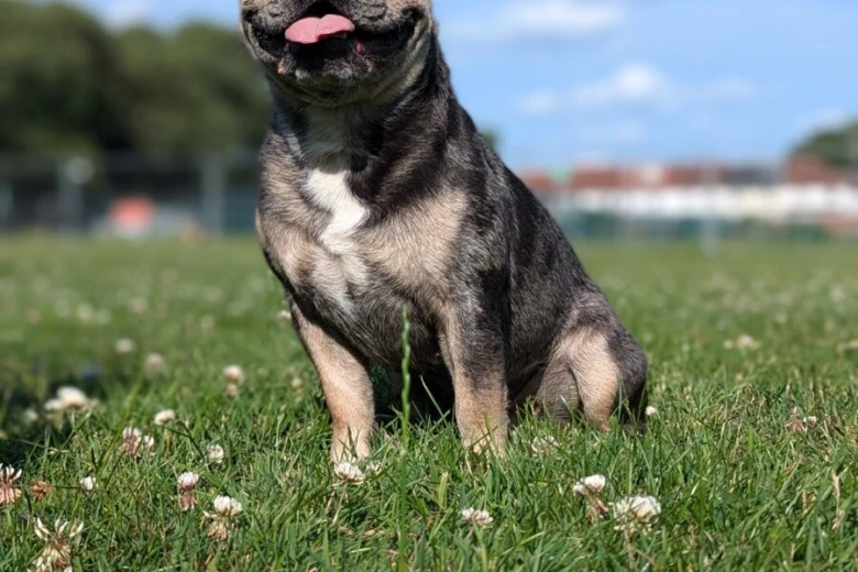 French Bulldog