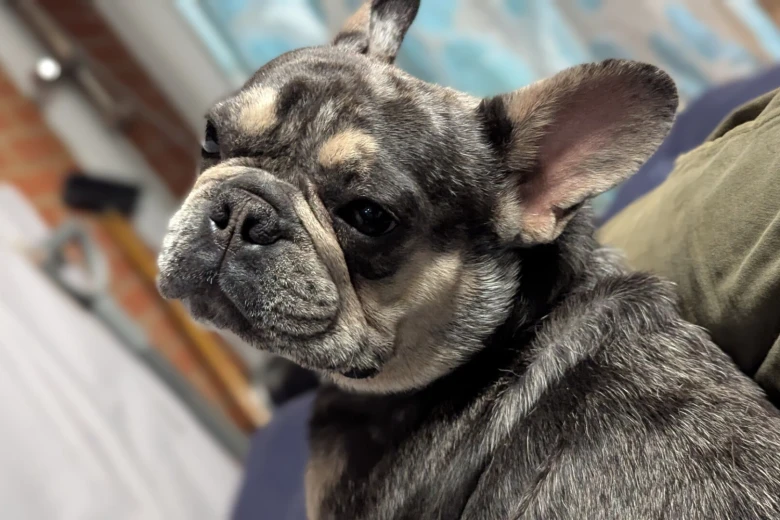 French Bulldog