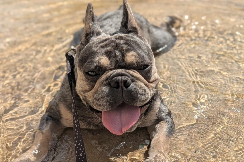French Bulldog