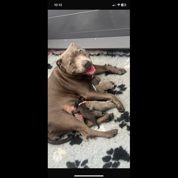 Staffordshire Bull Terrier