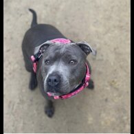 Staffordshire Bull Terrier