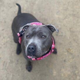 Staffordshire Bull Terrier