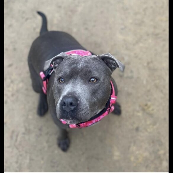 Staffordshire Bull Terrier