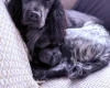 Cocker Spaniel (Working)
