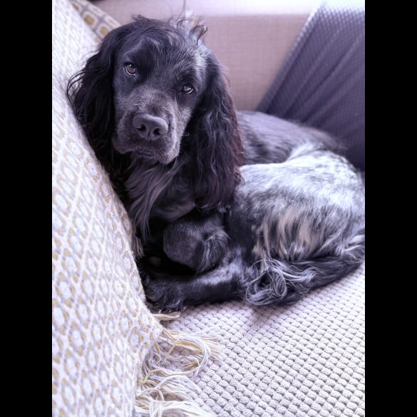 Cocker Spaniel (Working)