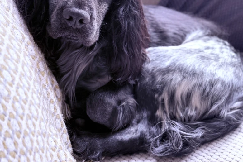 Cocker Spaniel (Working)