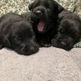 Labrador Retriever