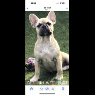 French Bulldog