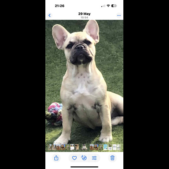 French Bulldog