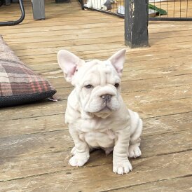 French Bulldog