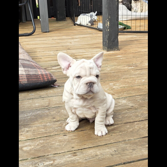 French Bulldog
