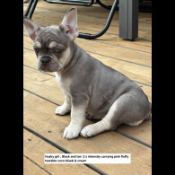 French Bulldog