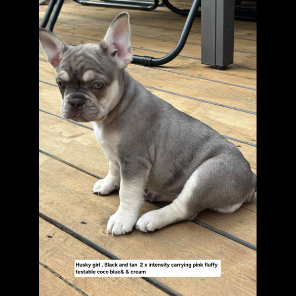 French Bulldog