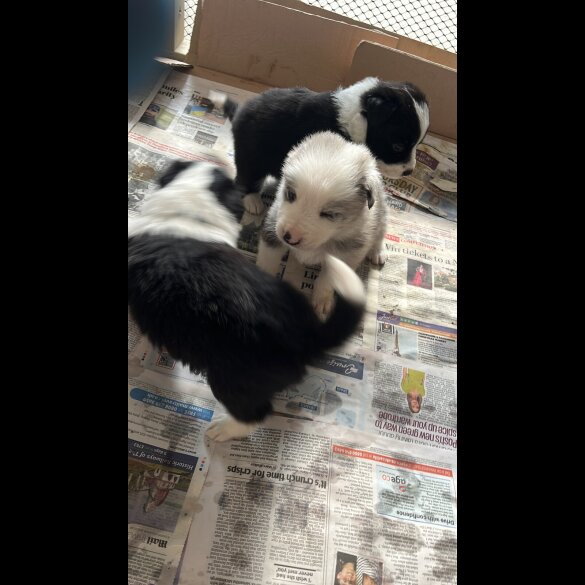 Border Collie