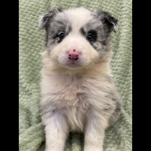 Border Collie