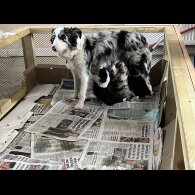 Border Collie