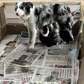 Border Collie