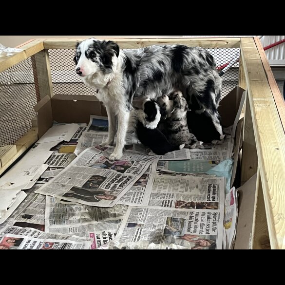 Border Collie