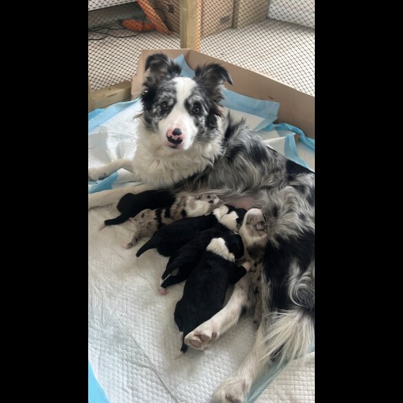Border Collie