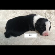 Border Collie
