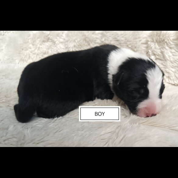 Border Collie