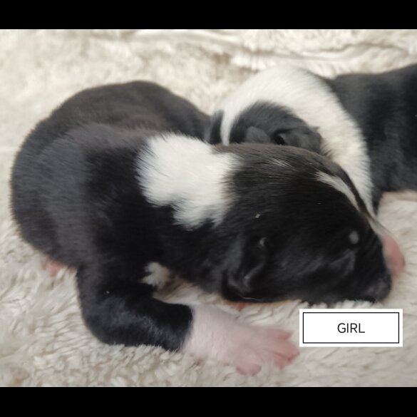 Border Collie