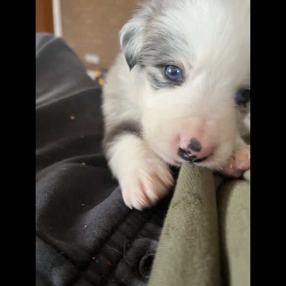 Border Collie