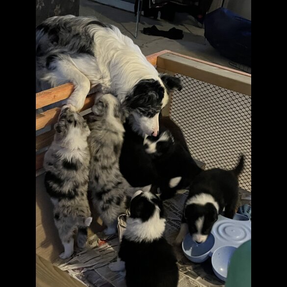 Border Collie