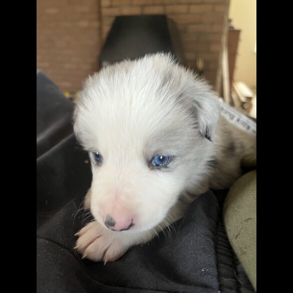Border Collie