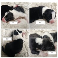 Border Collie