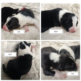 Border Collie