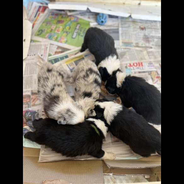 Border Collie